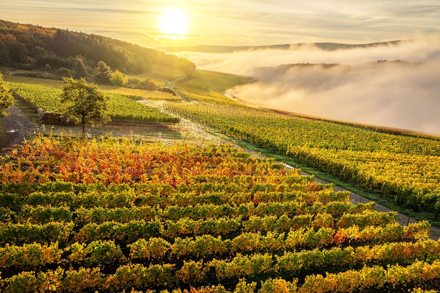 Weinberge oberhalb von Walporzheim