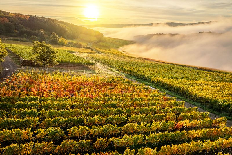 Weinberge oberhalb von Walporzheim