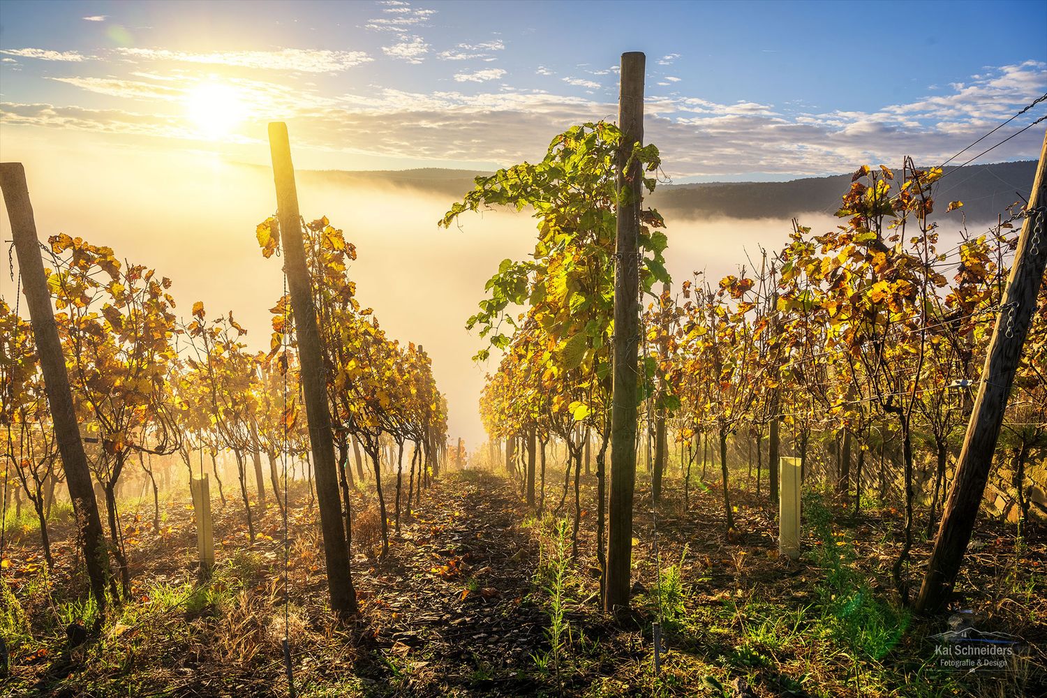 Weinreben im Nebel
