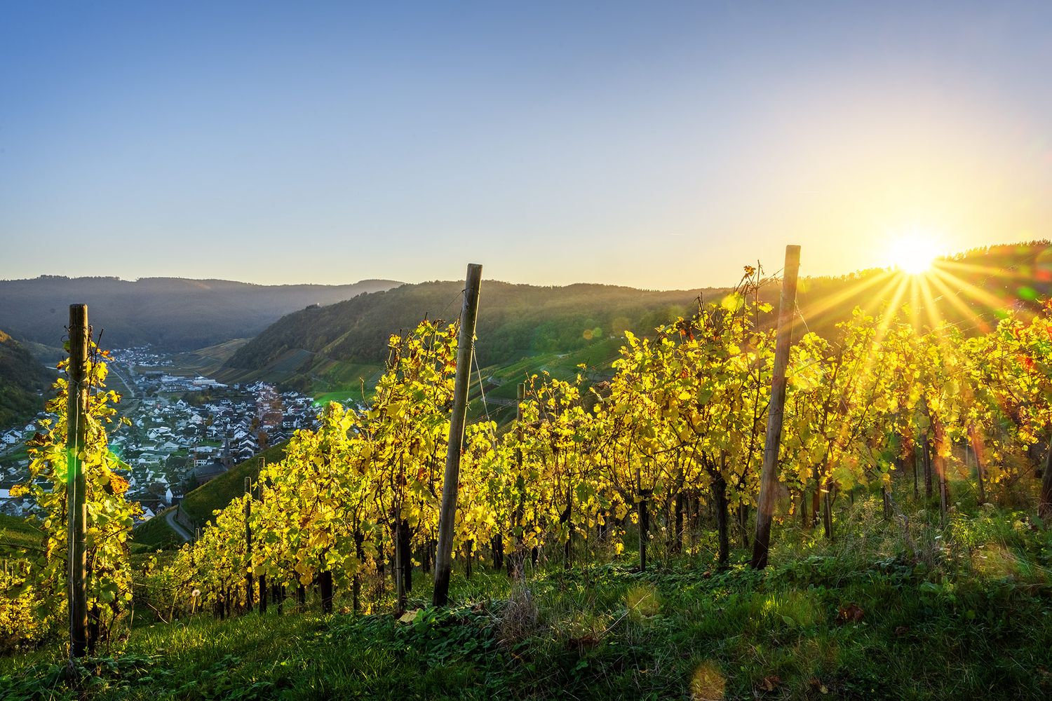 Goldene Weinberge in Dernau