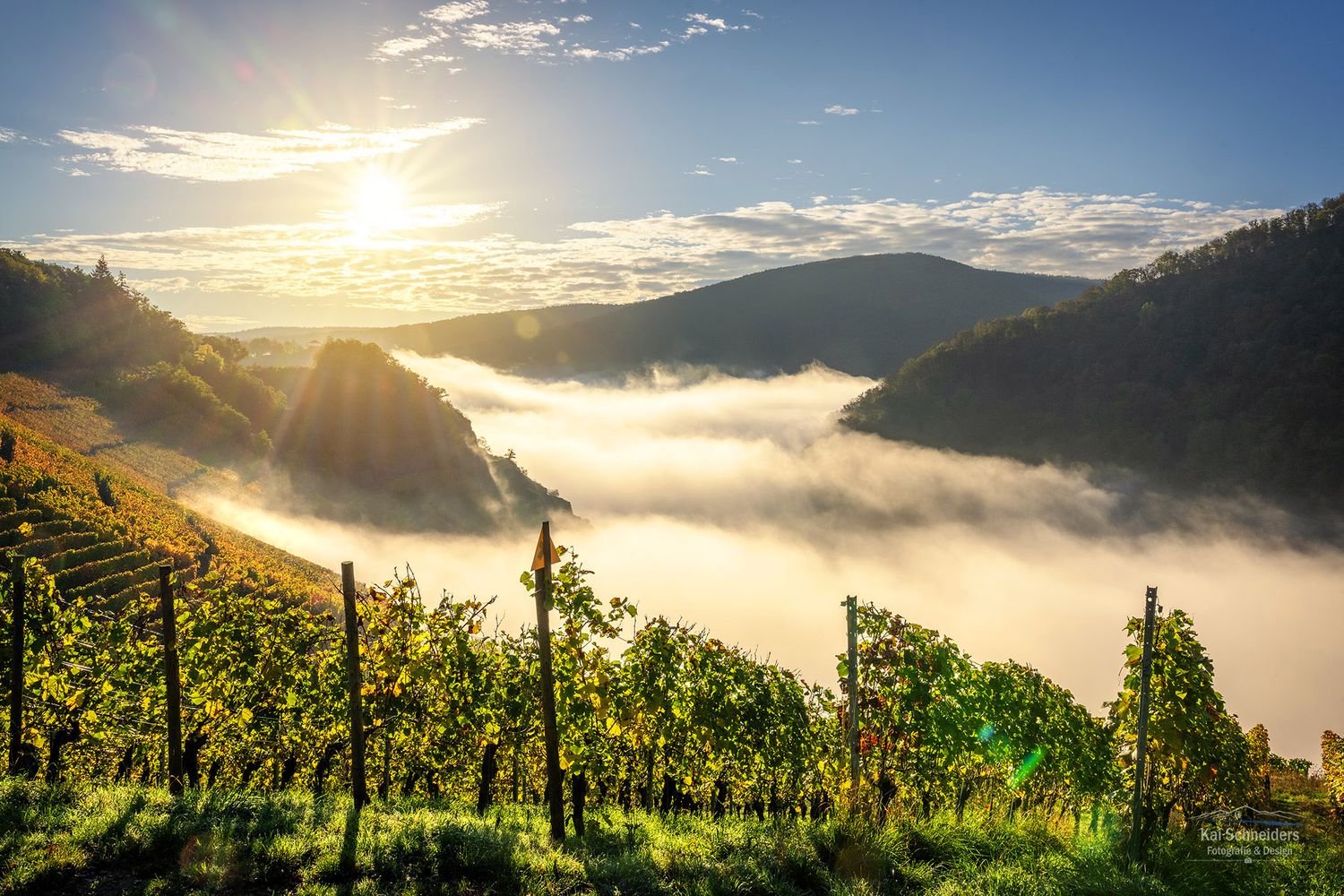 Weinberge im Nebel