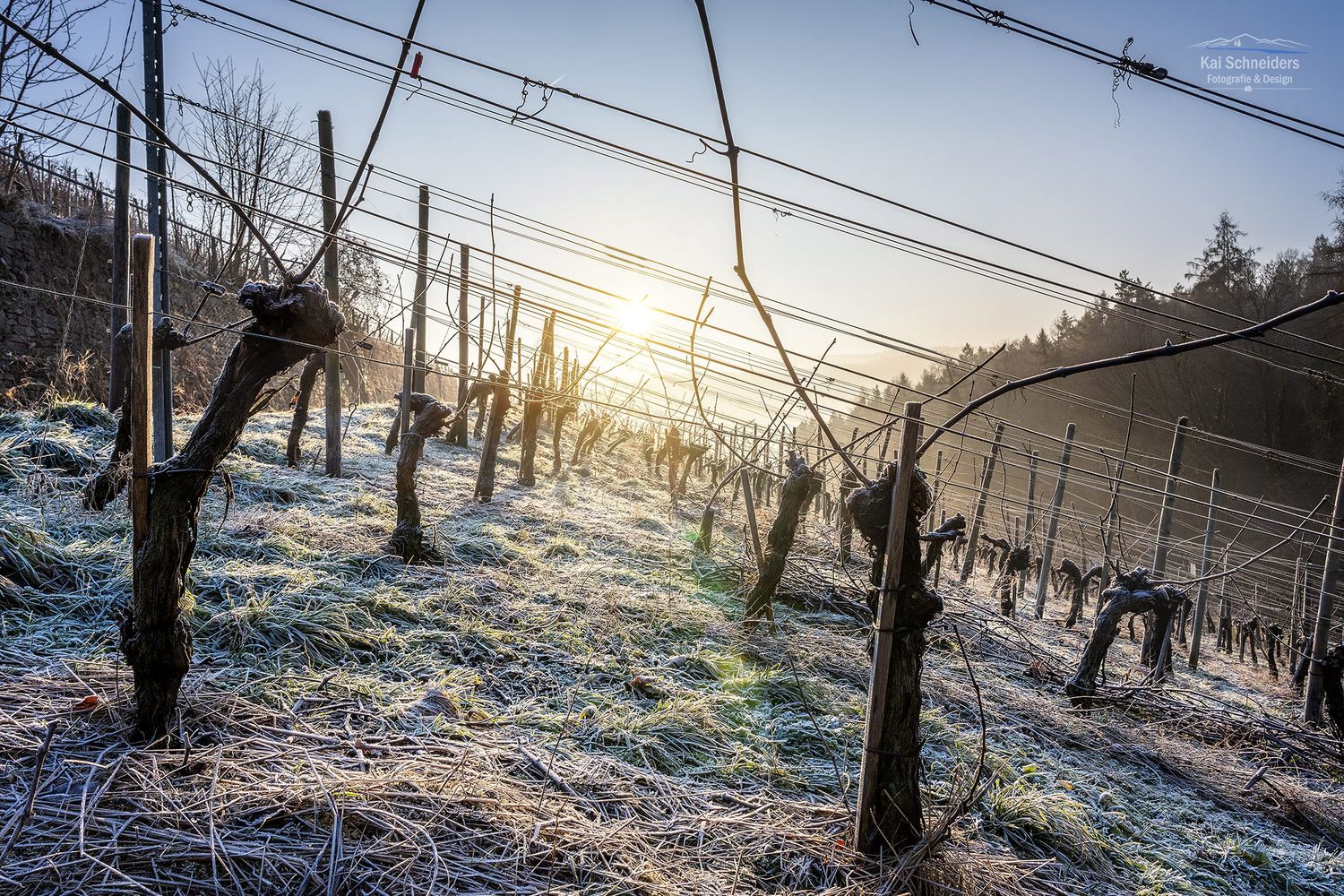Frostige Weinberge