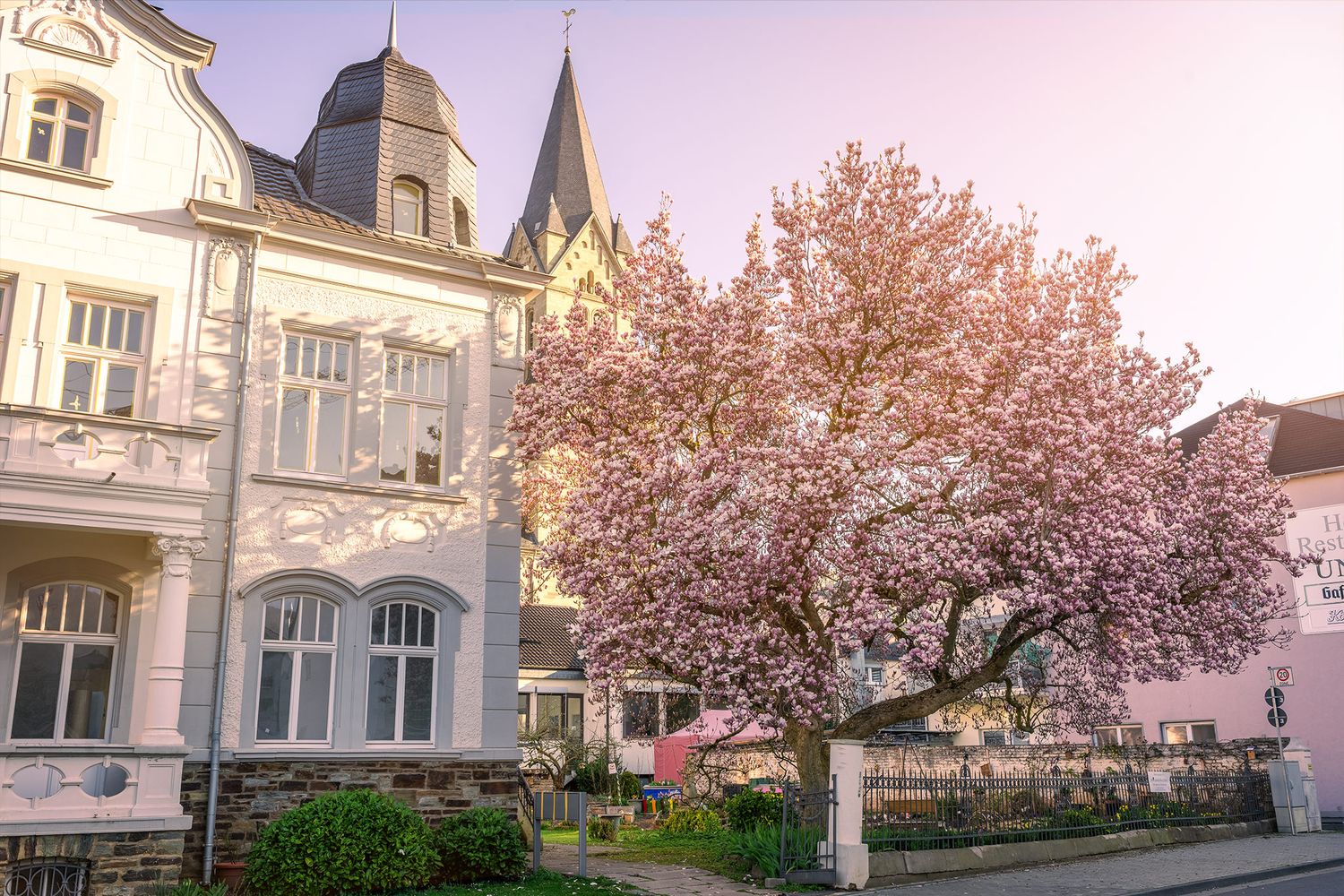Magnolie Pfarrheim Bad Neuenahr