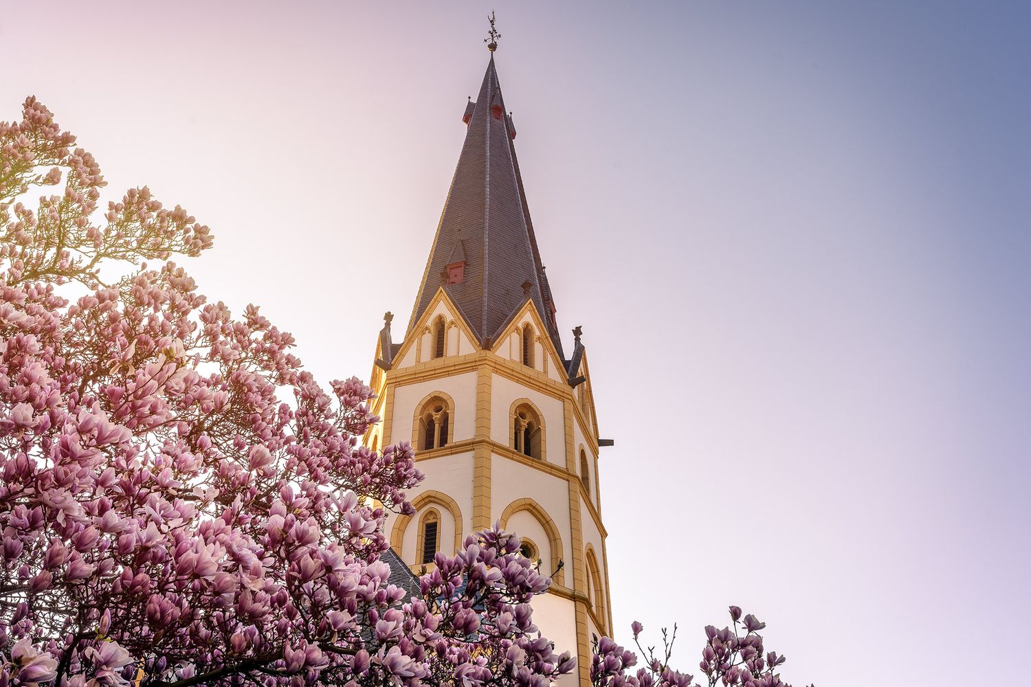 Magnolie St. Laurentius Ahrweiler