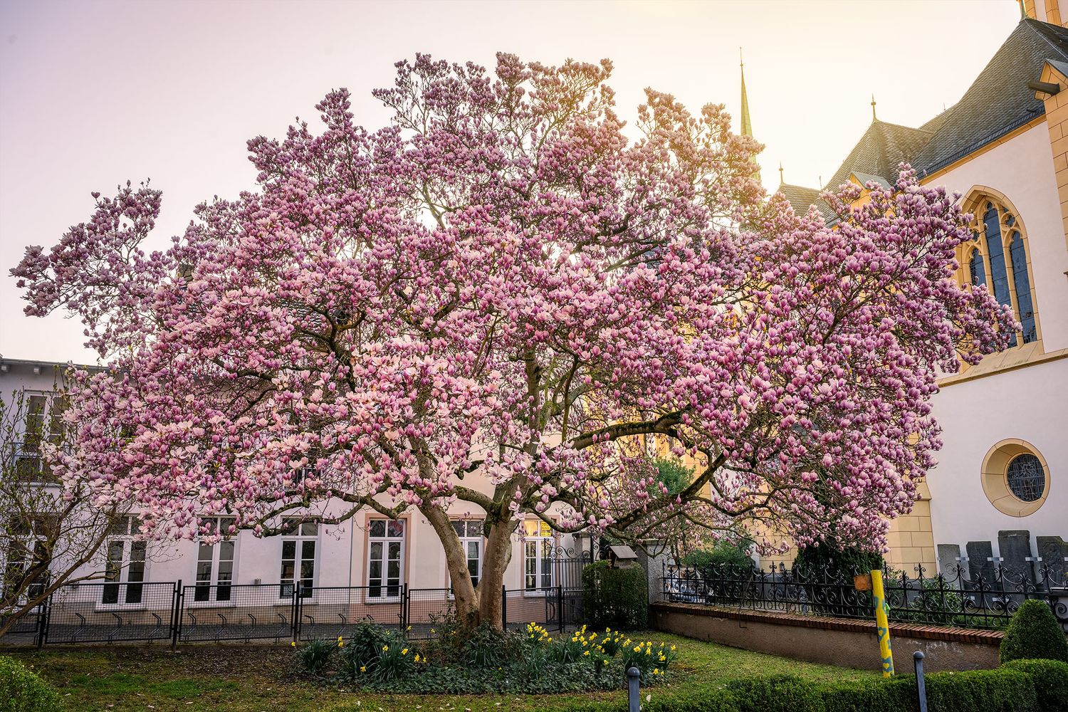 Magnolie St. Laurentius Ahrweiler Teil 2