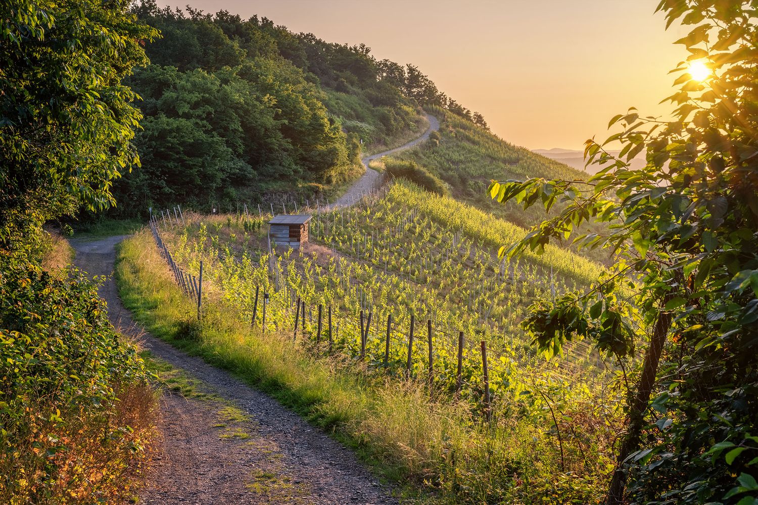 In den Weinbergen