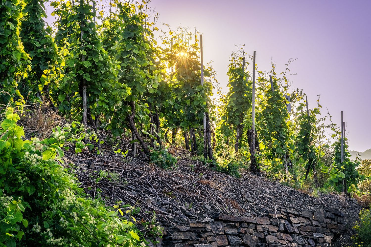 Weinreben in Mayschoß