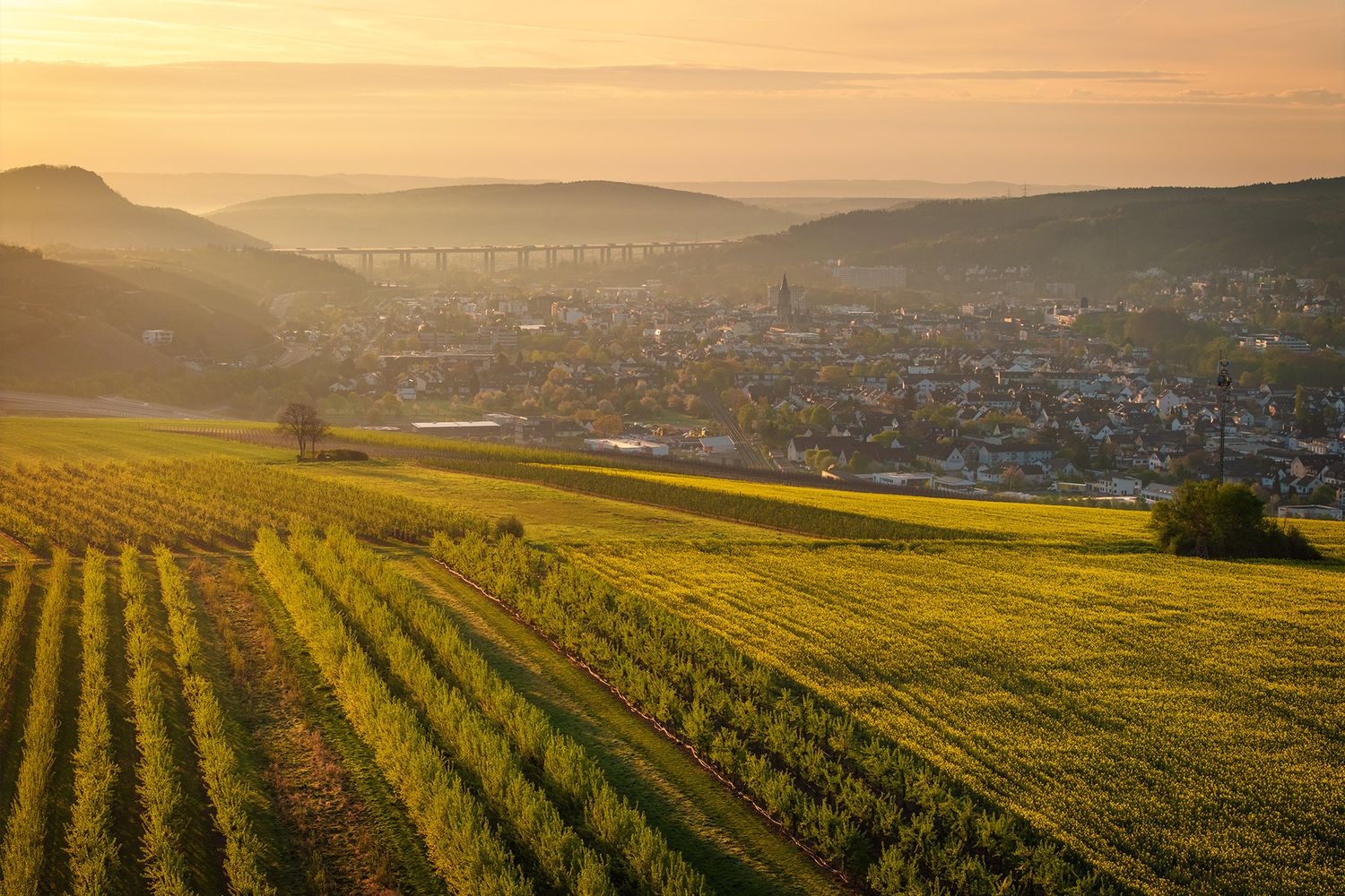 Blühender Raps in Bad Neuenahr