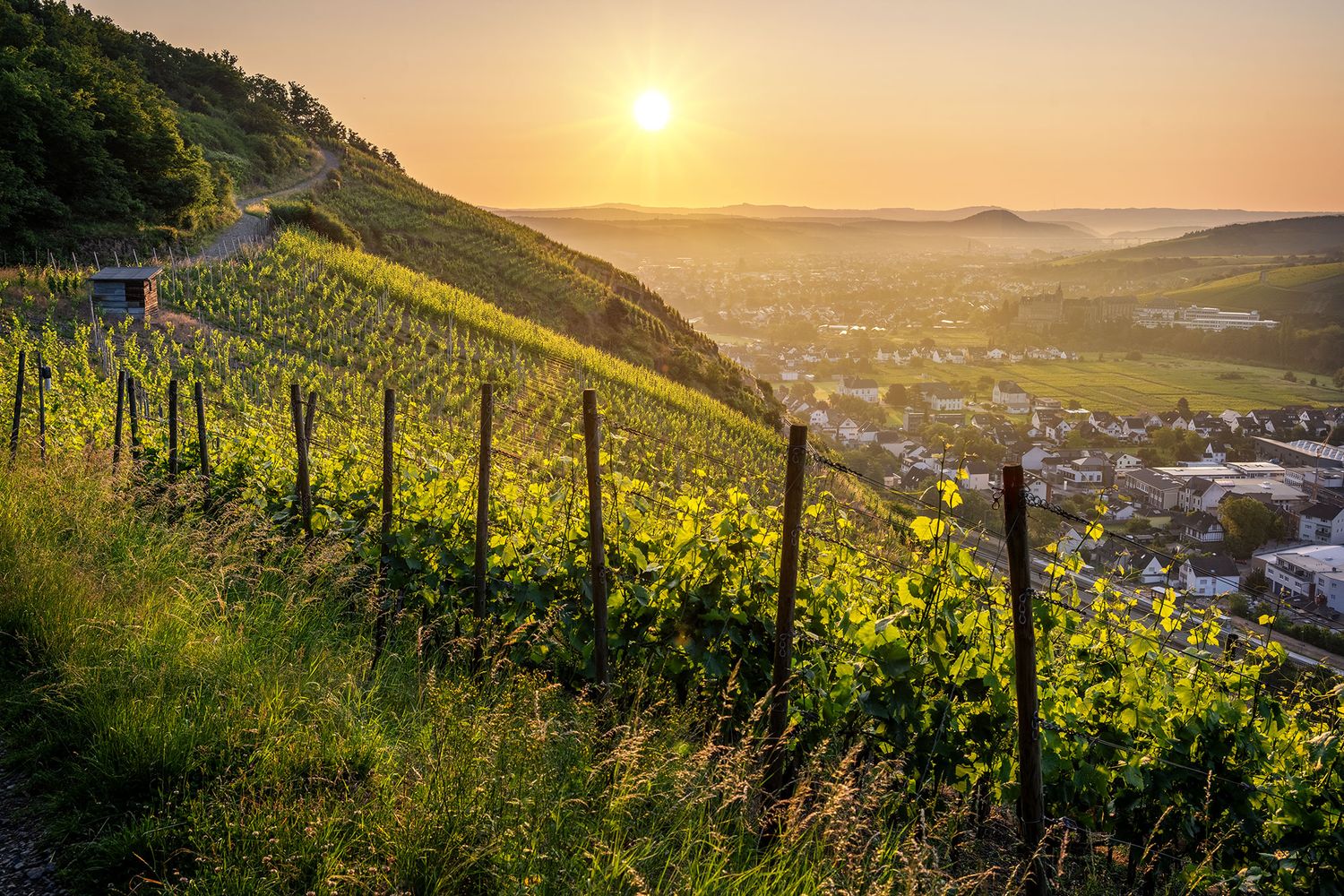 Sommerliche Weinreben