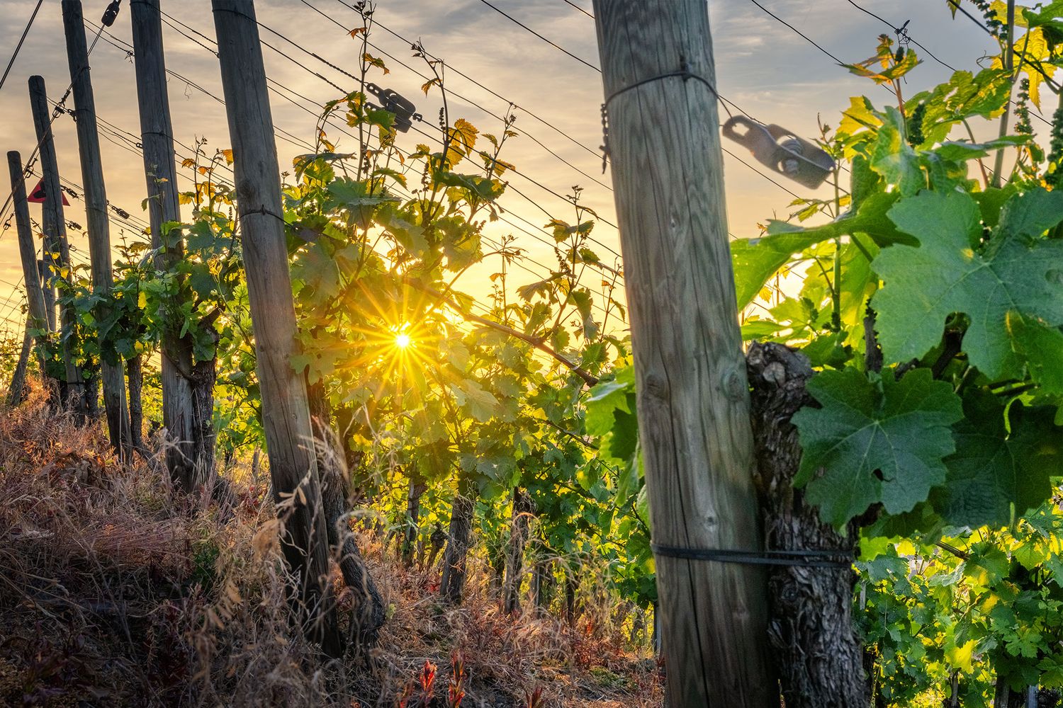 Sonnenstern im Weinberg