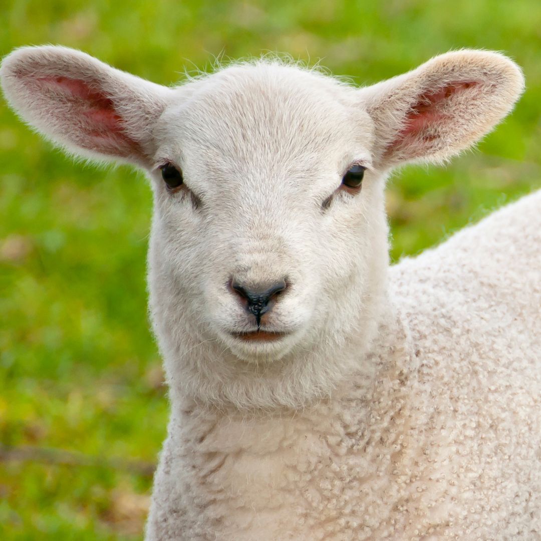 Lamb