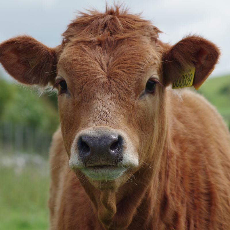 Cow