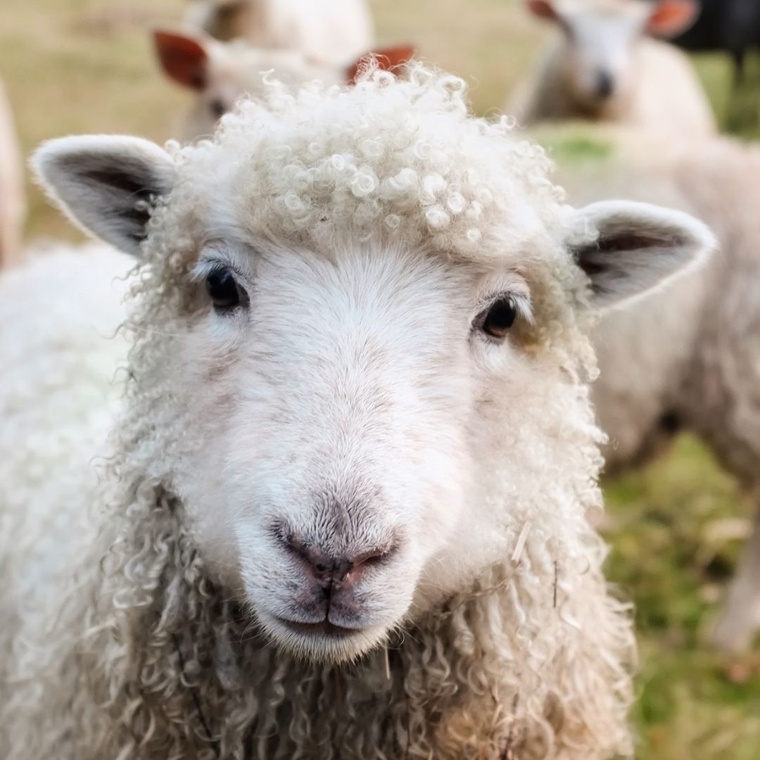 Sheep