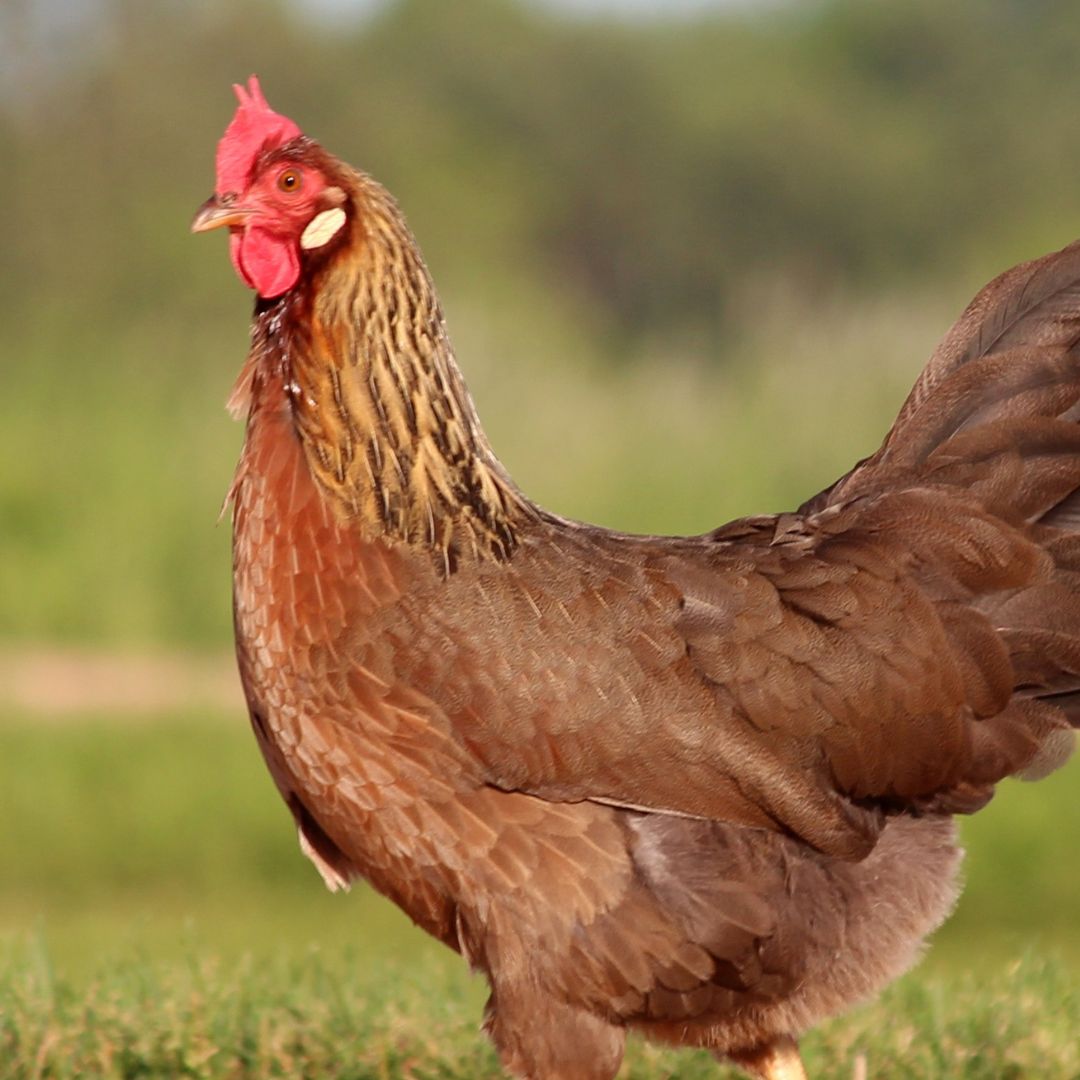 Chicken