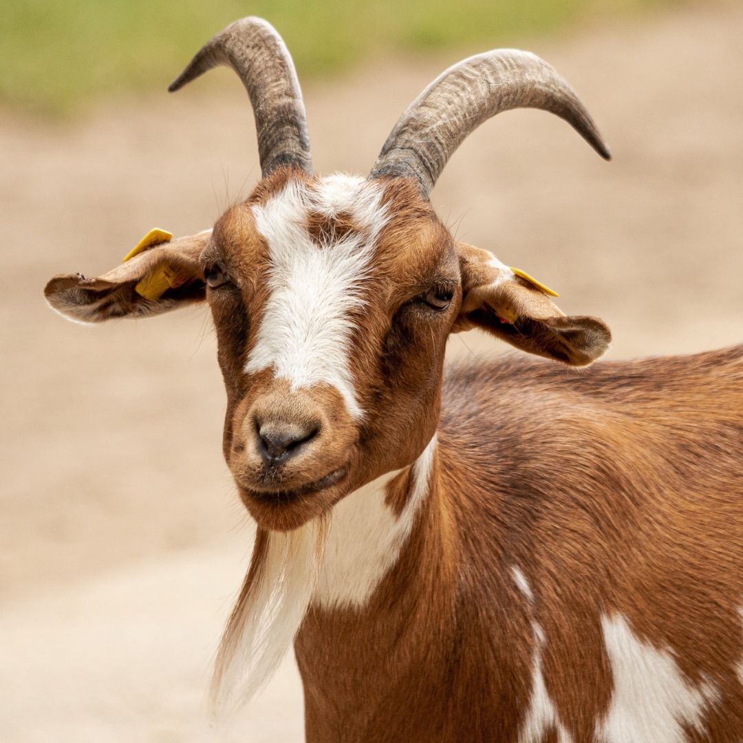 Goat