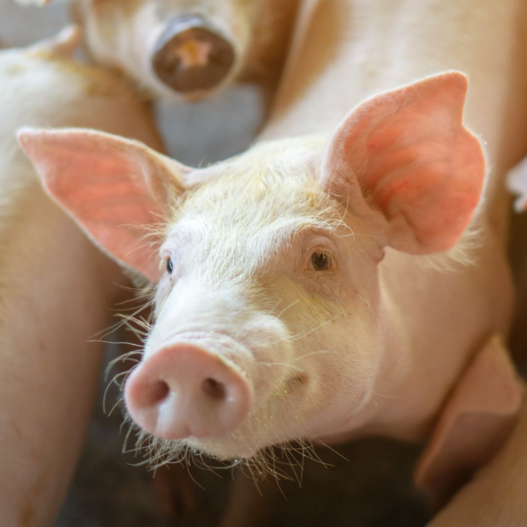 Pig