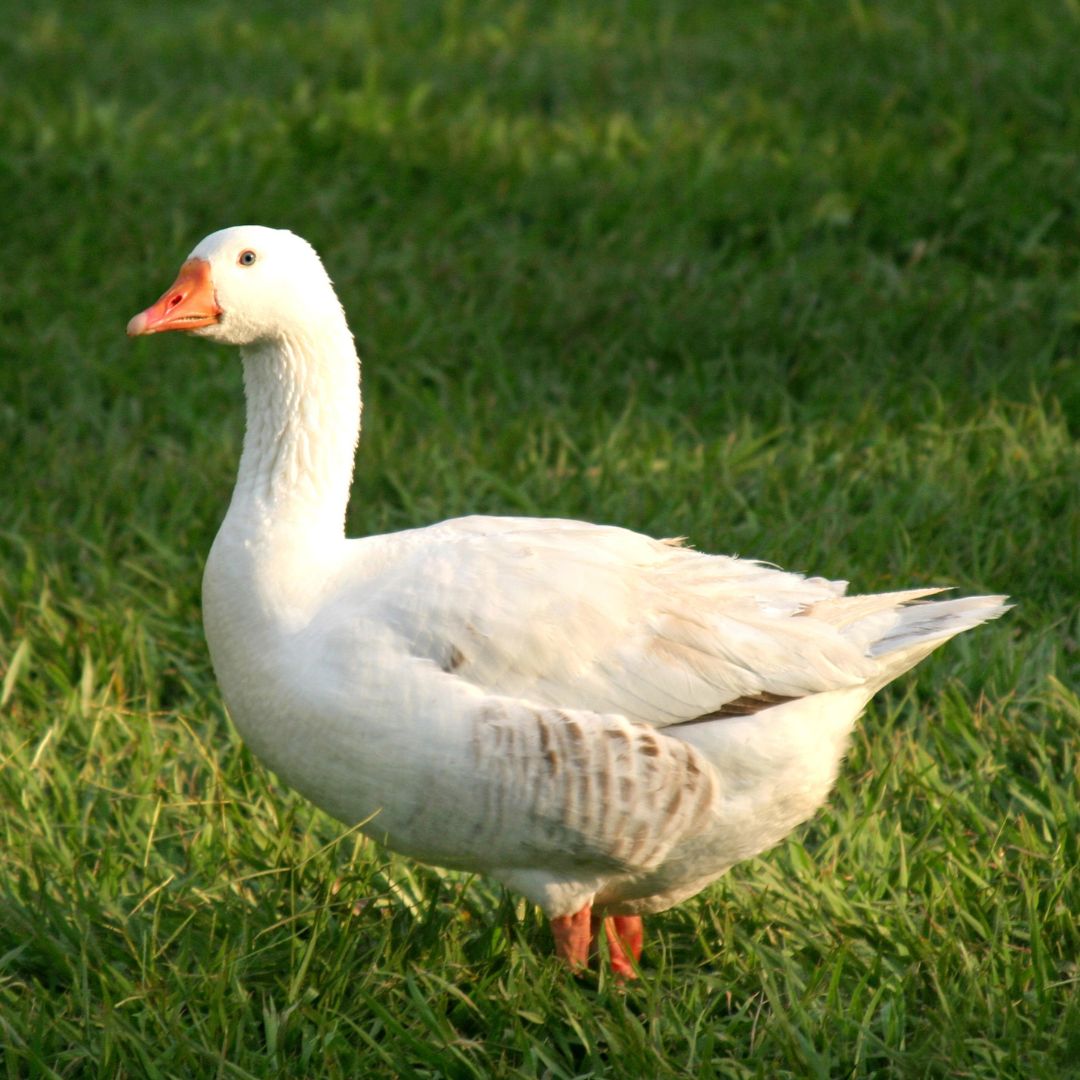 Pekin Duck