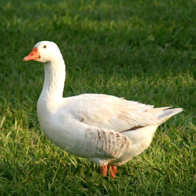 Pekin Duck