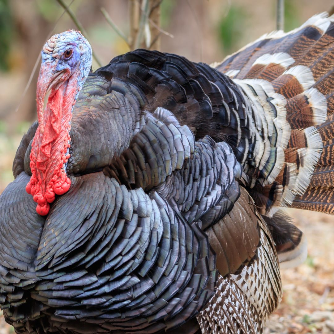 Turkey