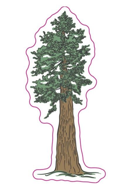 Vinyl Sticker - Redwood Tree