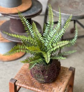 Nested Boston Fern