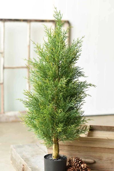 McKinley Cedar Tree 3&#39;