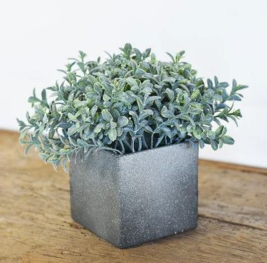 Bonsai with Square Pot 7.5”