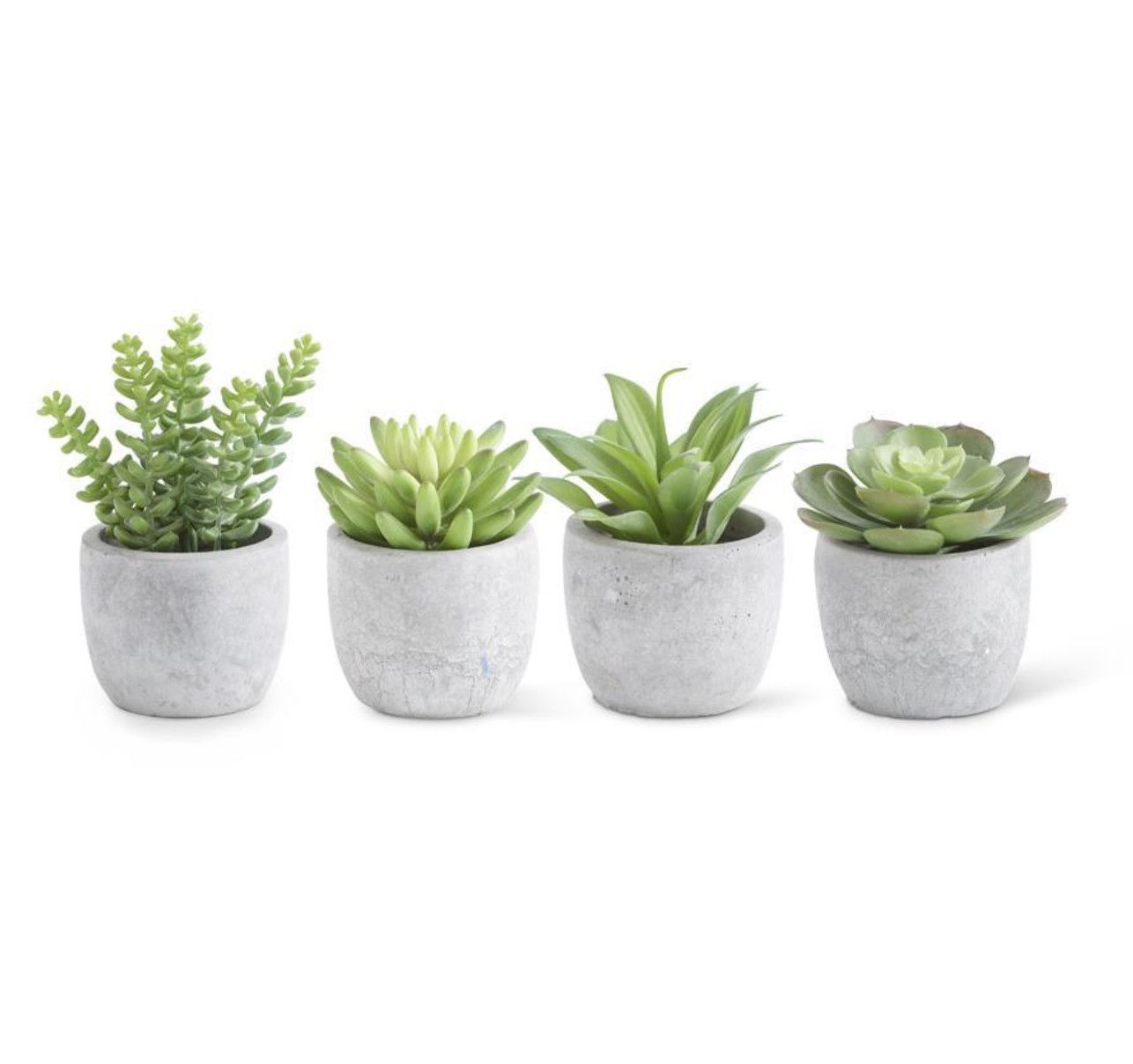 Small Succulents in Cement Pots 3” - Assorted