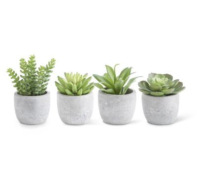Small Succulents in Cement Pots 3” - Assorted