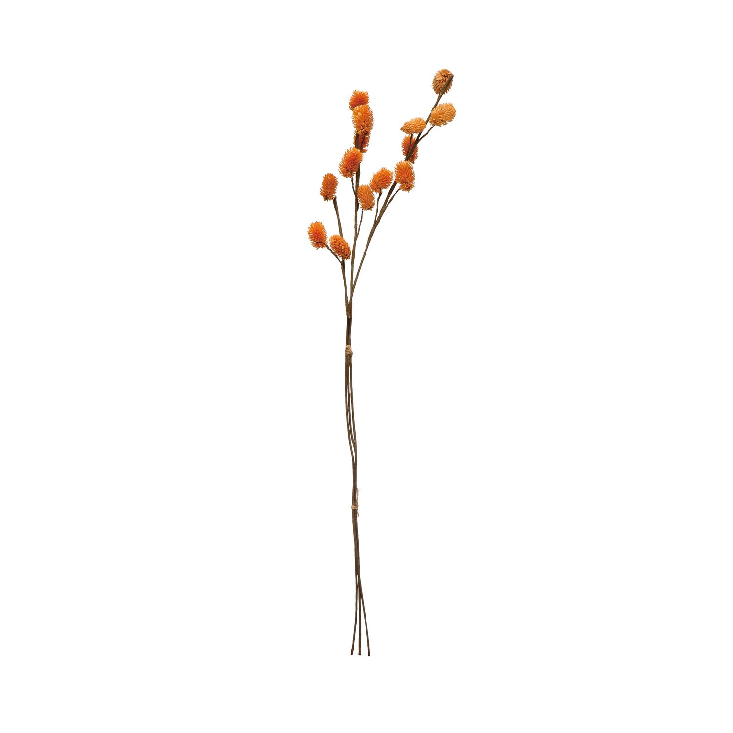 Dried Globe Thistle Bunch Mustard 28” H