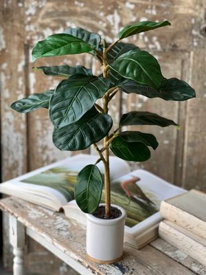 Potted Rubber Plant 29”