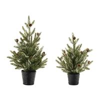 Potted Mini Pine Tree 15”