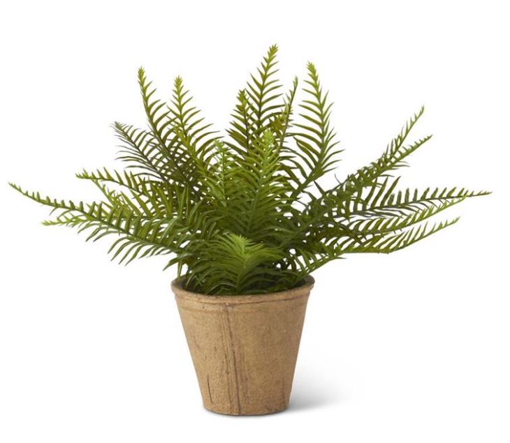 17” Fern in Cement Pot