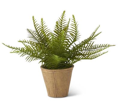 17” Fern in Cement Pot