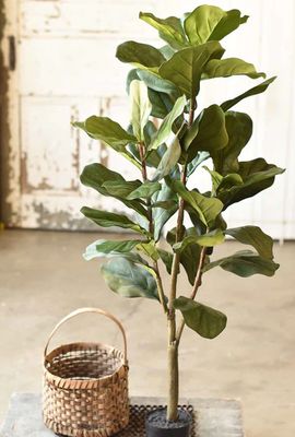 Fetching Fiddleleaf Fig Tree 4’