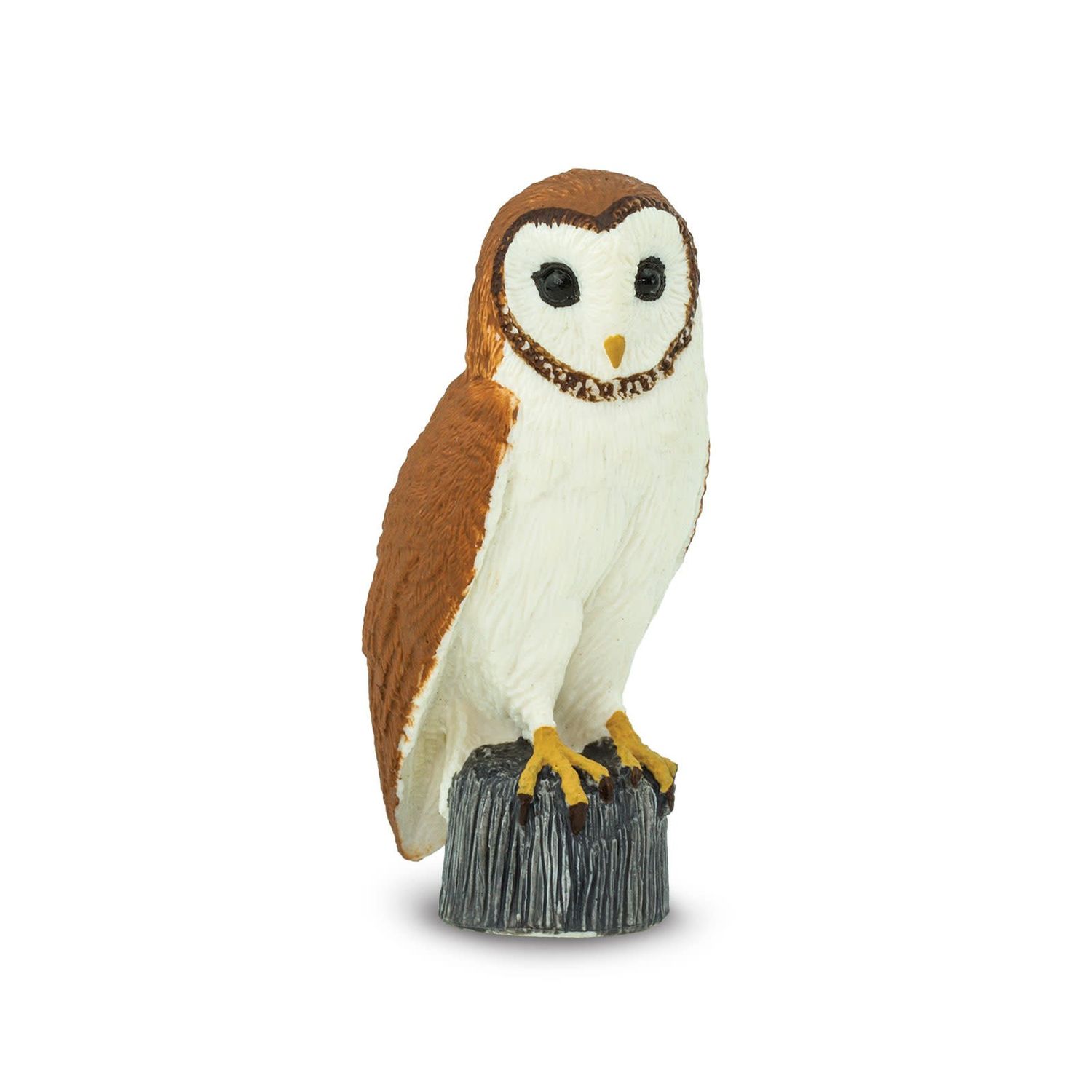 Barn Owl