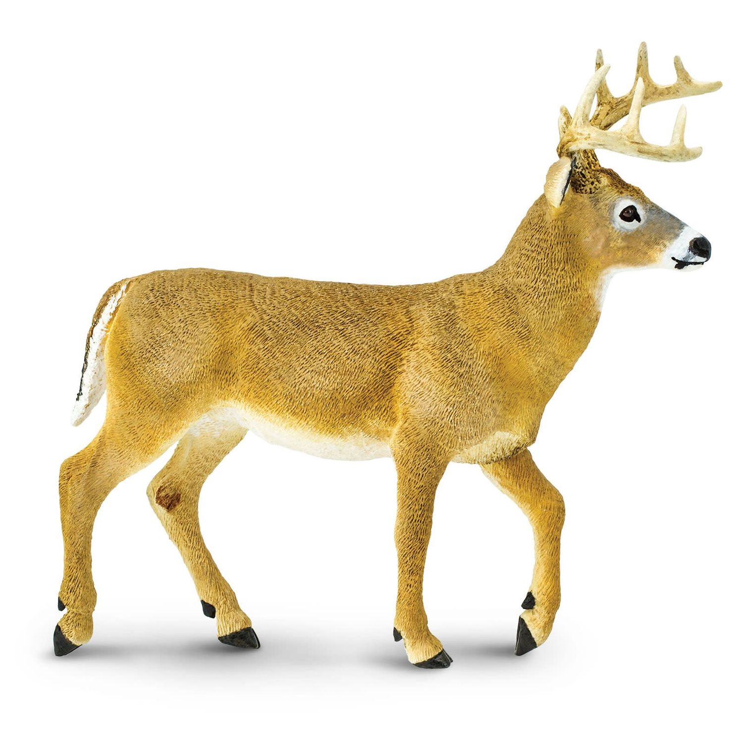 Whitetail Buck Large