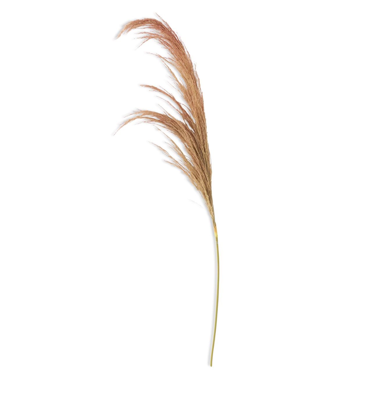 Dried Beige Pampas Stem 45&quot;
