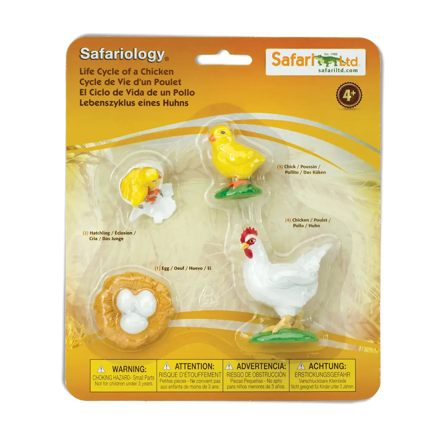 Life Cycle of a Chicken