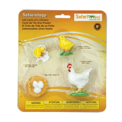 Life Cycle of a Chicken