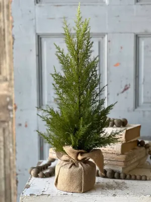 Fine Cedar Tree 24”