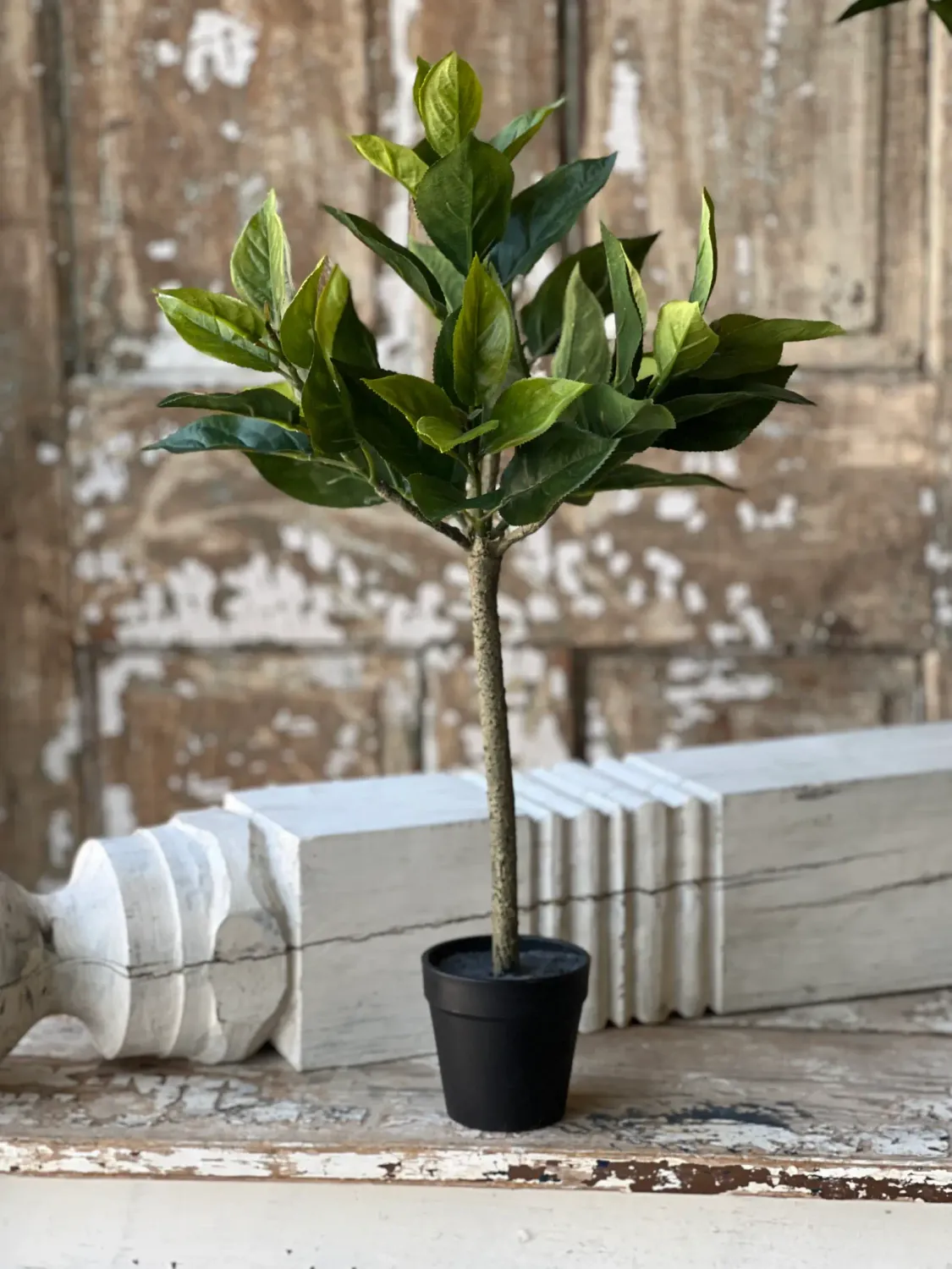 Southern Gem Tree 2’