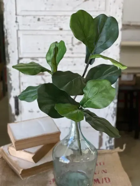 Fiddle Fig Spray 24&quot;