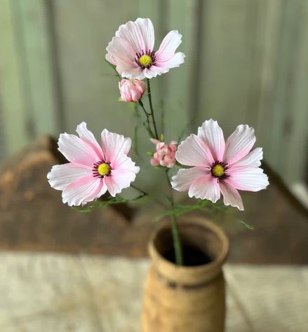 Cockle Cosmos Pink 24”