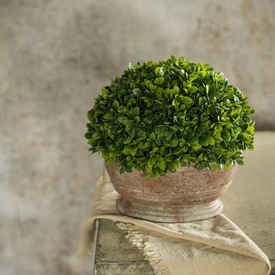 Botanical in Oblong Ceramic Pot 9.5”