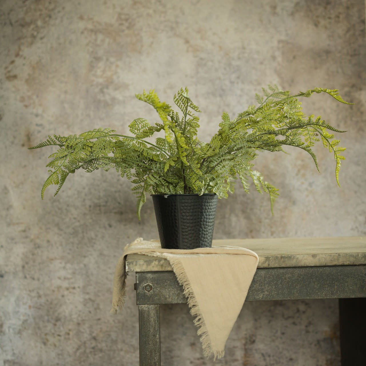Potted Lace Fern 19”
