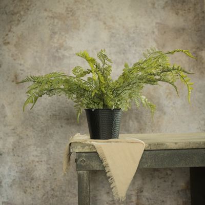 Potted Lace Fern 19”