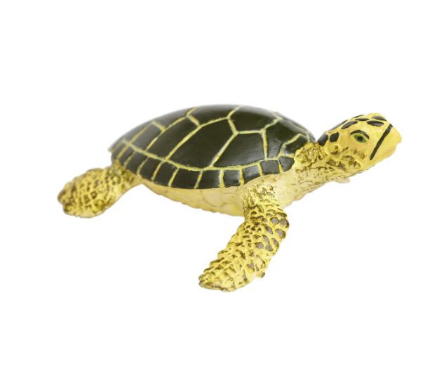 Sea Turtle Baby