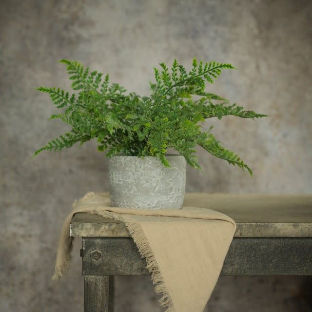 Mini Fern in Stone Pot 12.75”