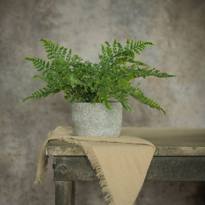 Mini Fern in Stone Pot 12.75”